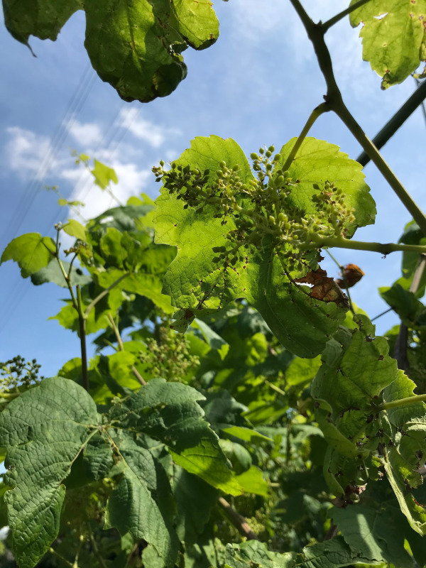 青々とした葡萄の若い実