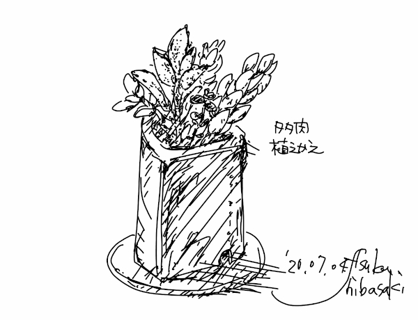 今日のスケッチ＊20200704多肉の植え替え