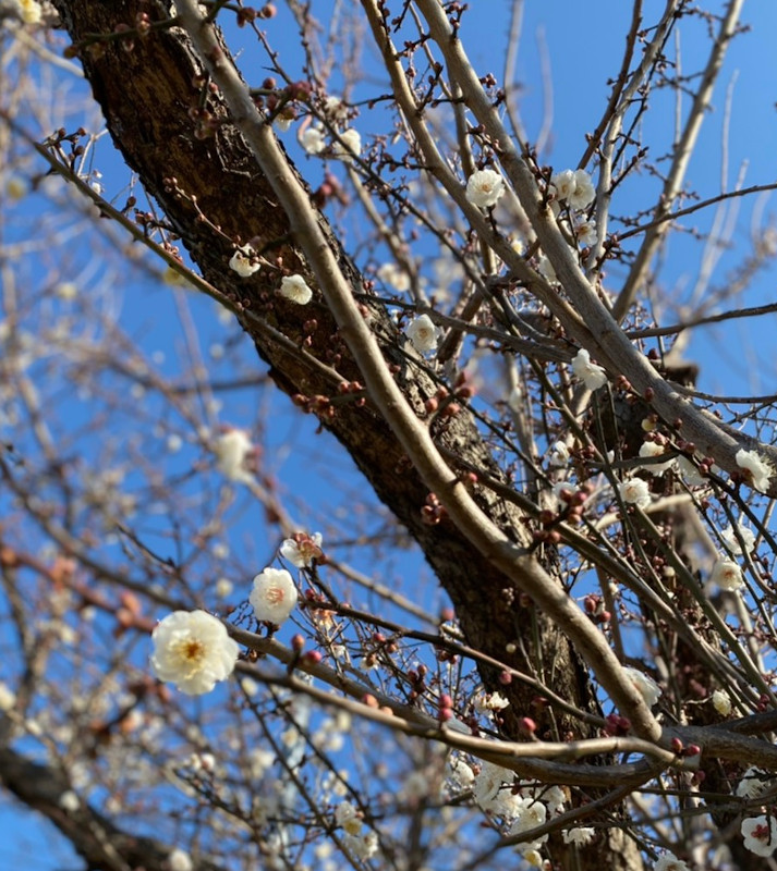 早くも白梅開花