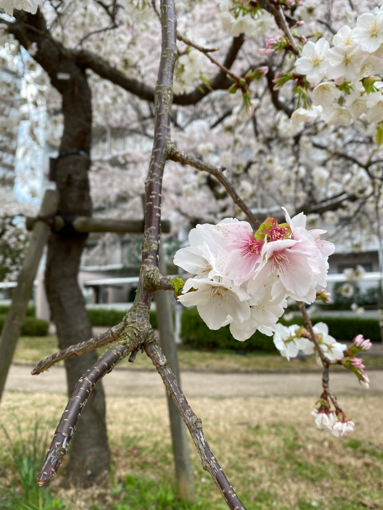 春本番～*2021桜*