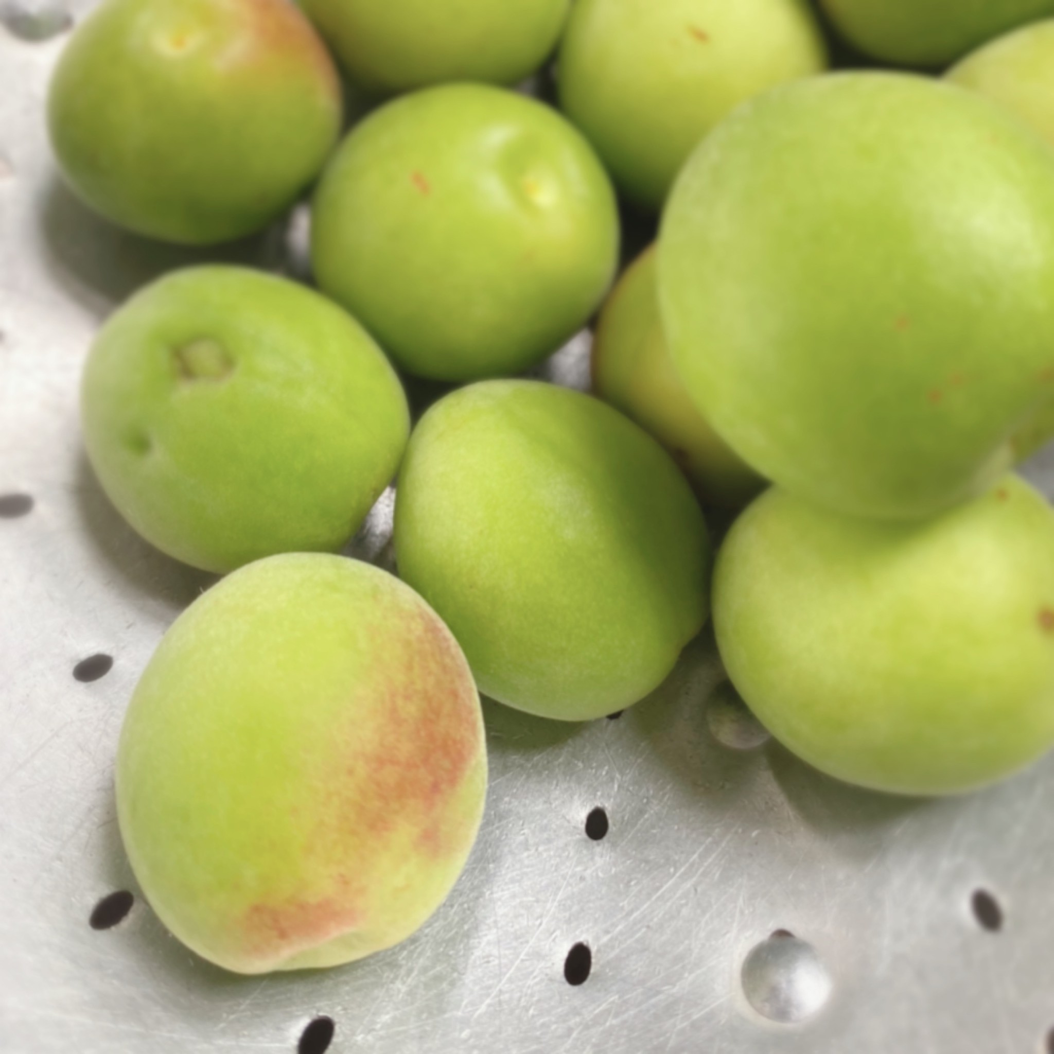 二十四節季-芒種＊七十二候-梅子黄