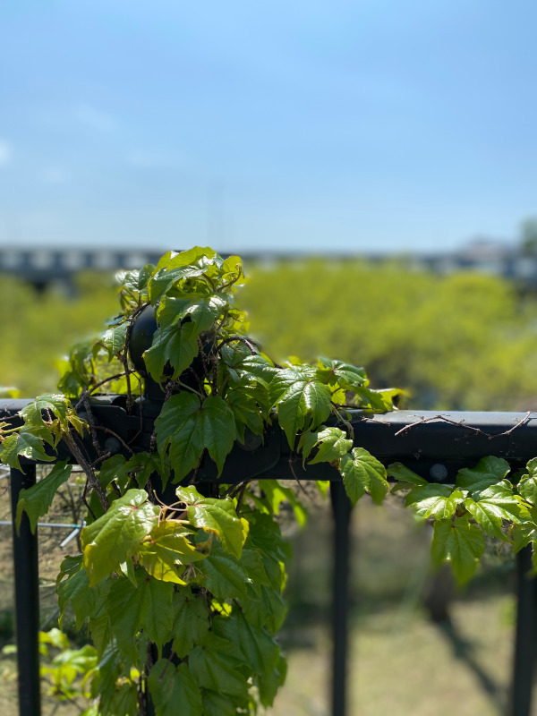 二十四節季-大暑＊七十二候-大雨時行