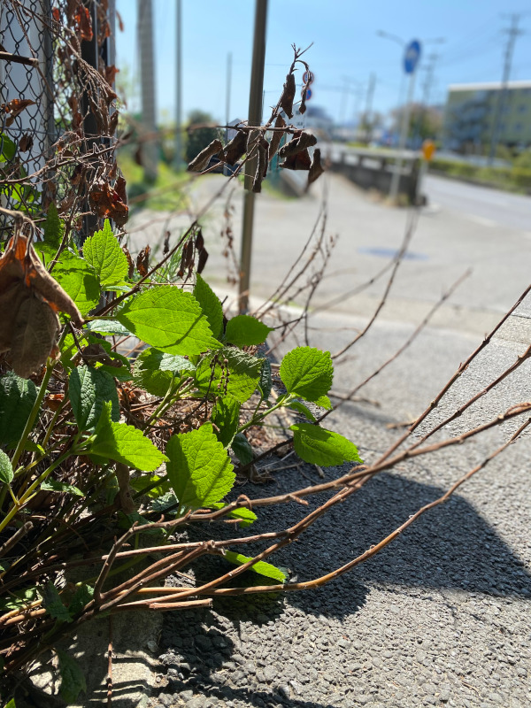 二十四節季-立秋＊七十二候-寒蝉鳴