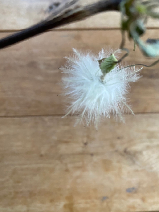 クレマチスの綿毛に癒される