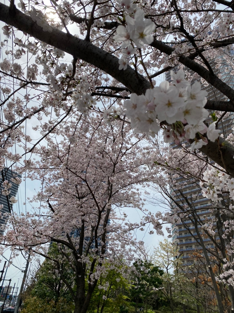 桜～2022