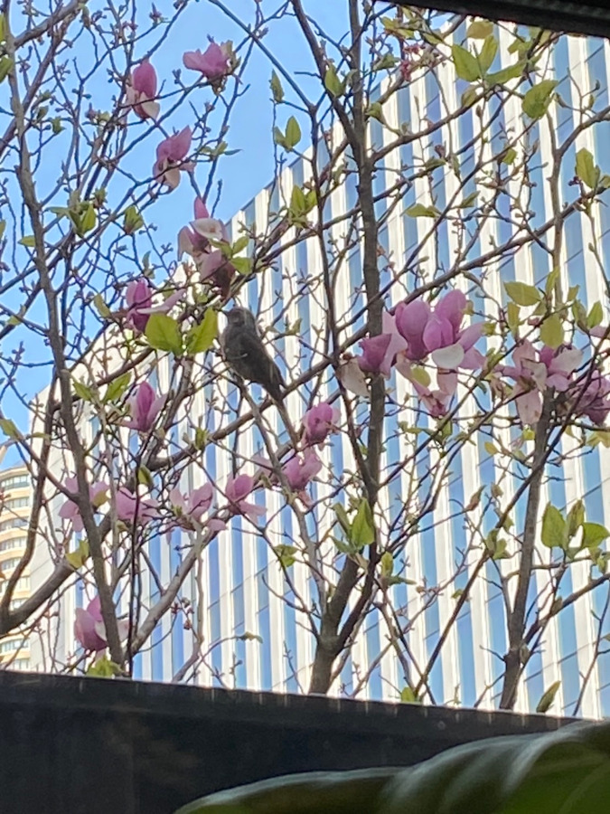 自然を感じるワークスペース