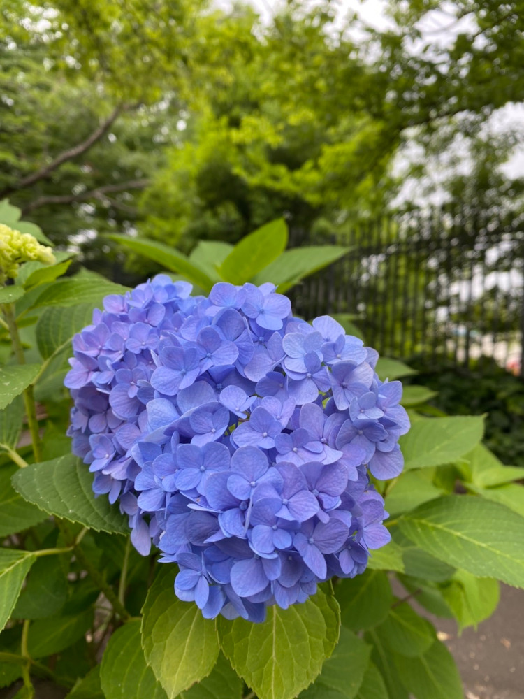 紫陽花の季節になりました♪2022