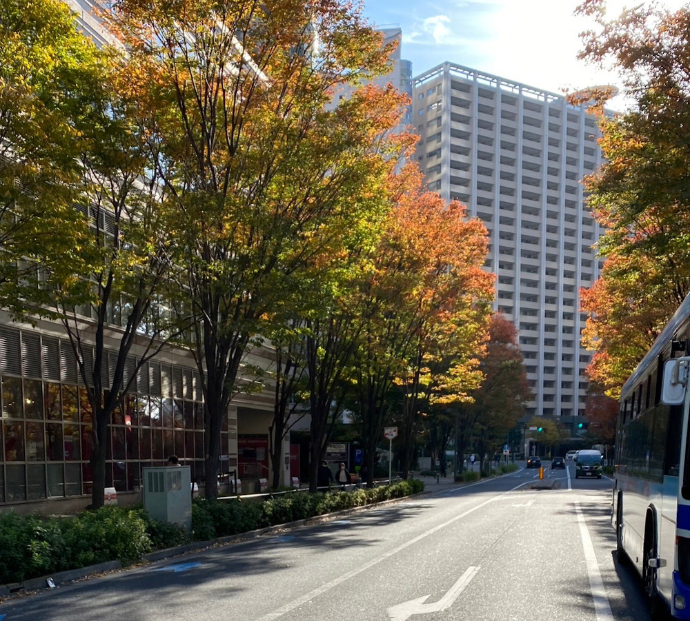 studio周囲の紅葉