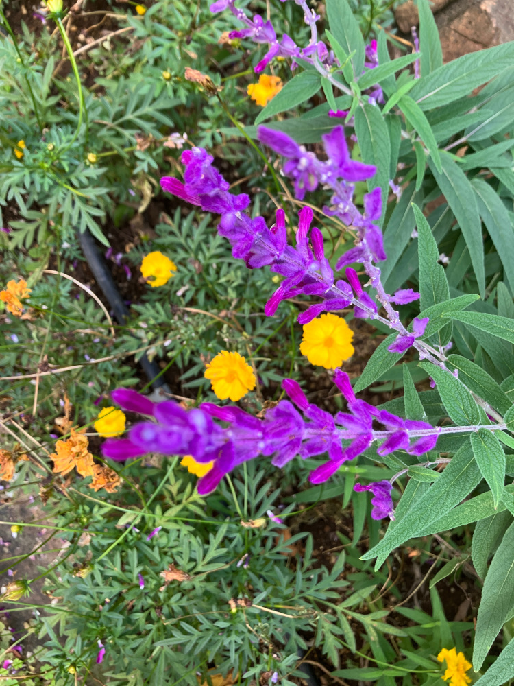 気分転換に近所の公園の秋の花