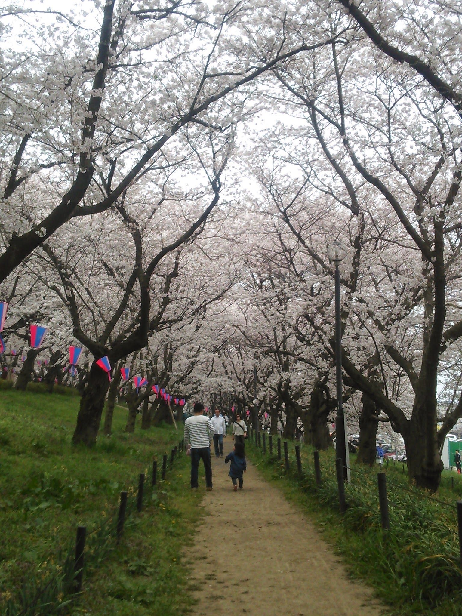 桜の季節♪権現堂へお花見