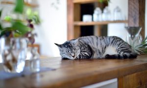 210206onlineseminer_01