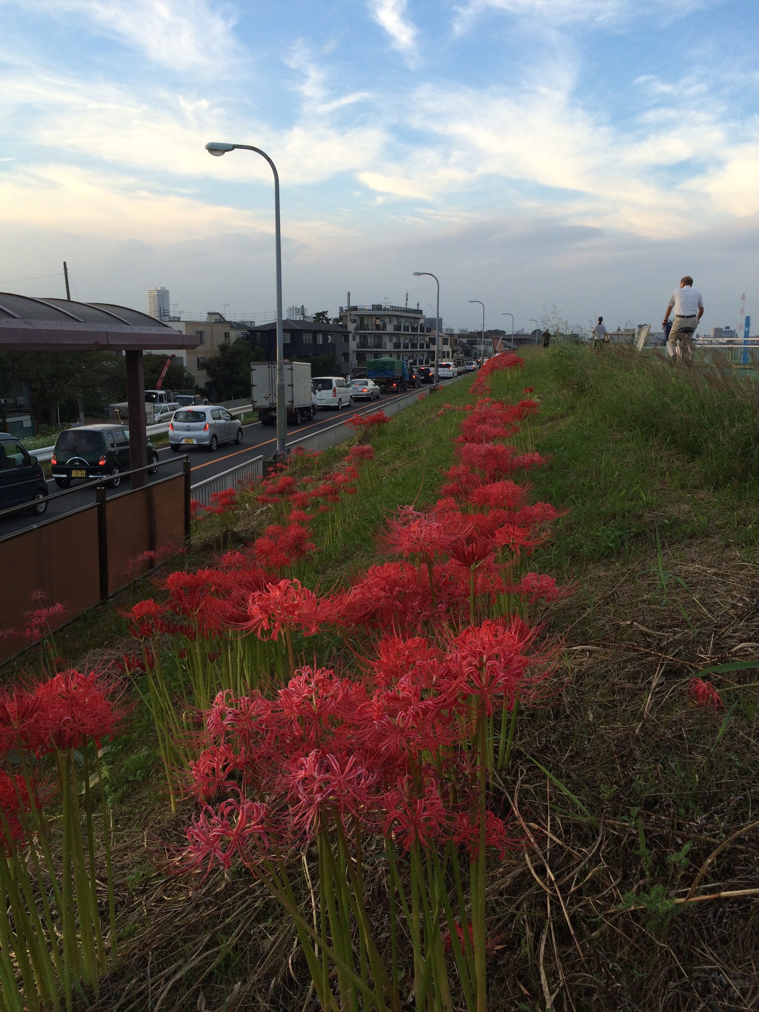 彼岸花と秋の空