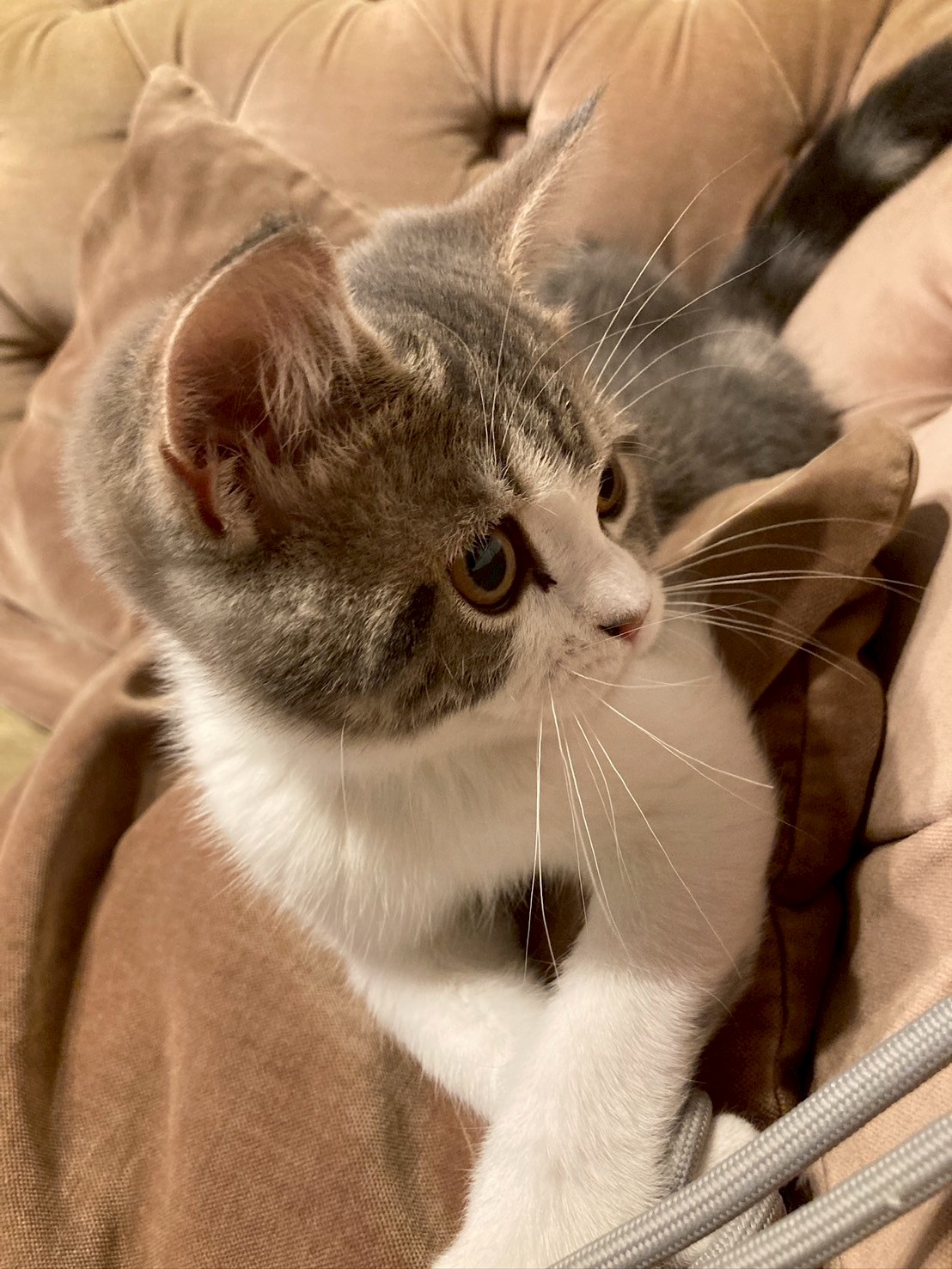 子猫をお迎えしました♡