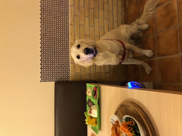 ワンコと一緒に楽しめる焼肉屋さん