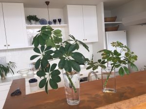 高野邸引き渡しとカポック断髪式_170902_0046