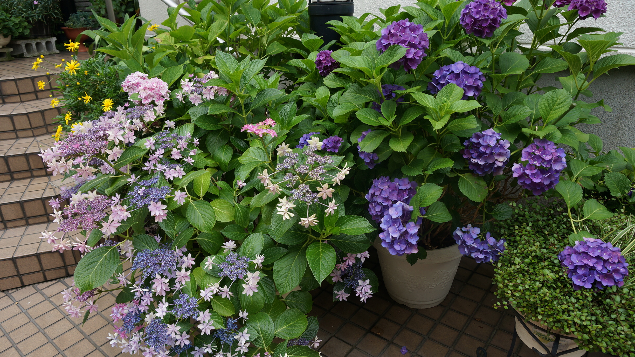 あじさいの季節です