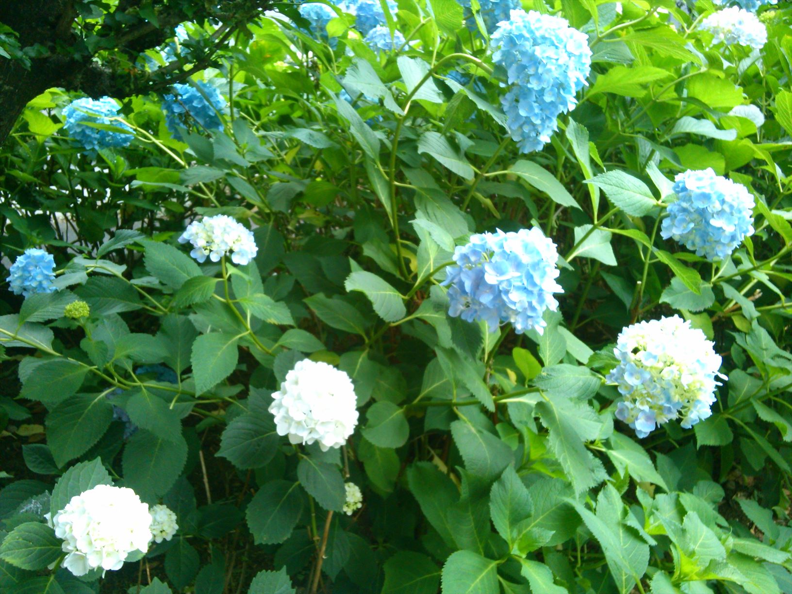 あじさいの季節です