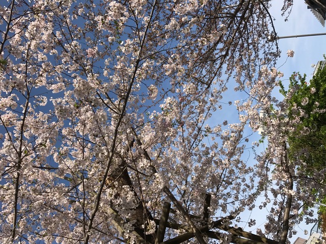 今朝の さくら🌸