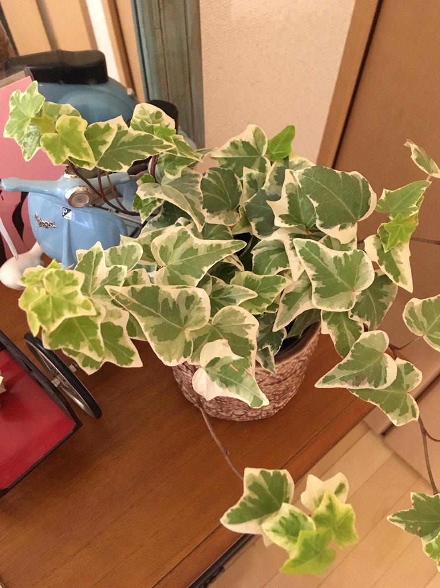 グリーンを枯らさないを目標に。。