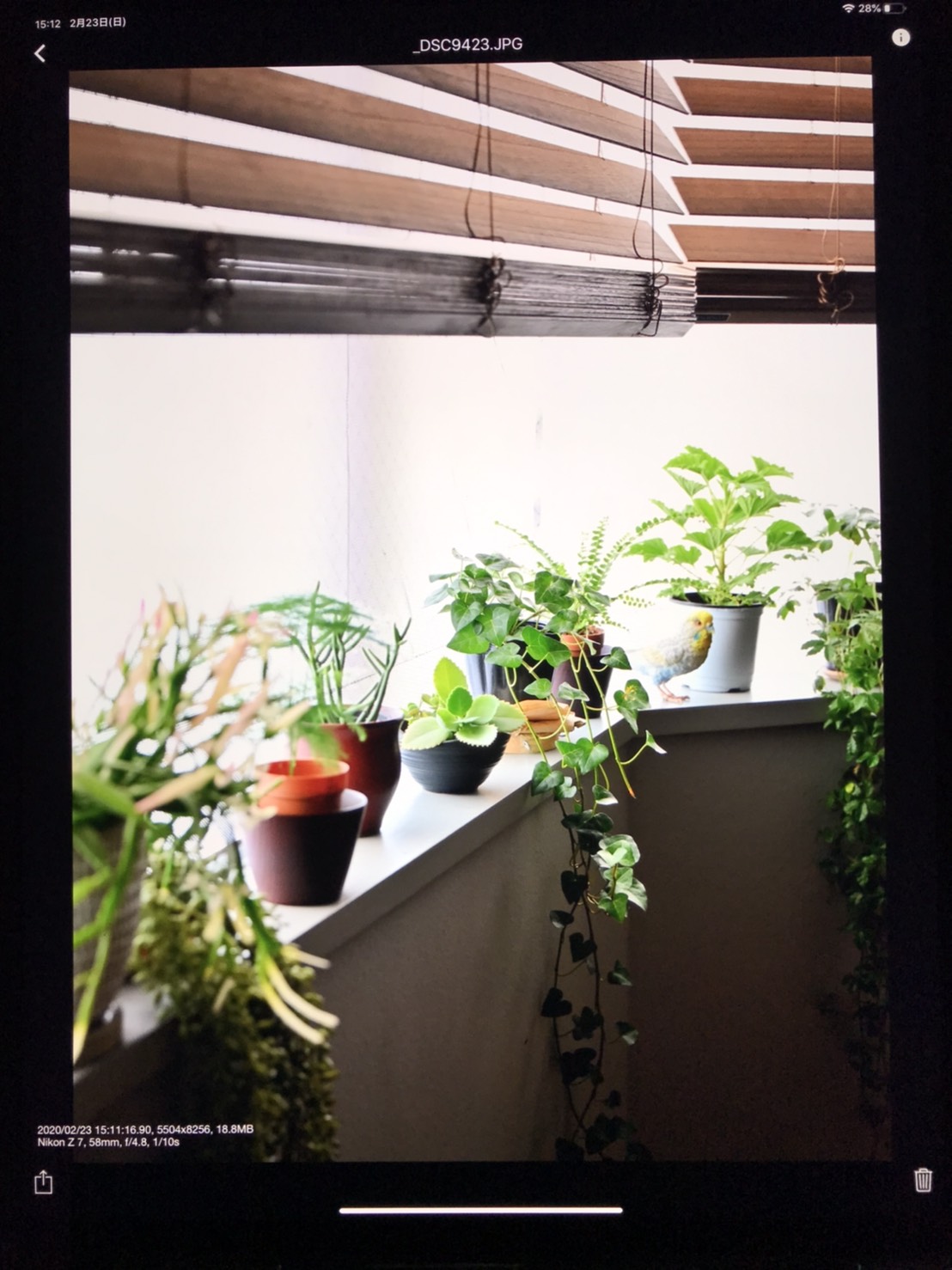 手乗り頭乗りトリ🐥