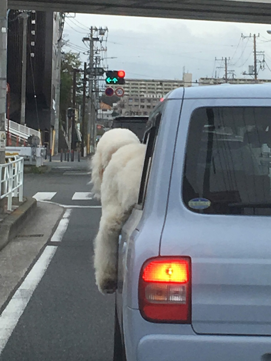 飛び出るワンコ！