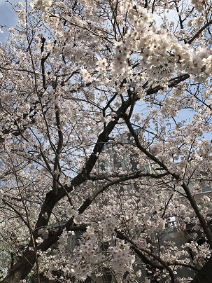 桜！