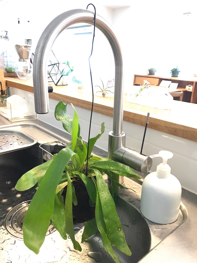 ＊グリーンの水浴び＊