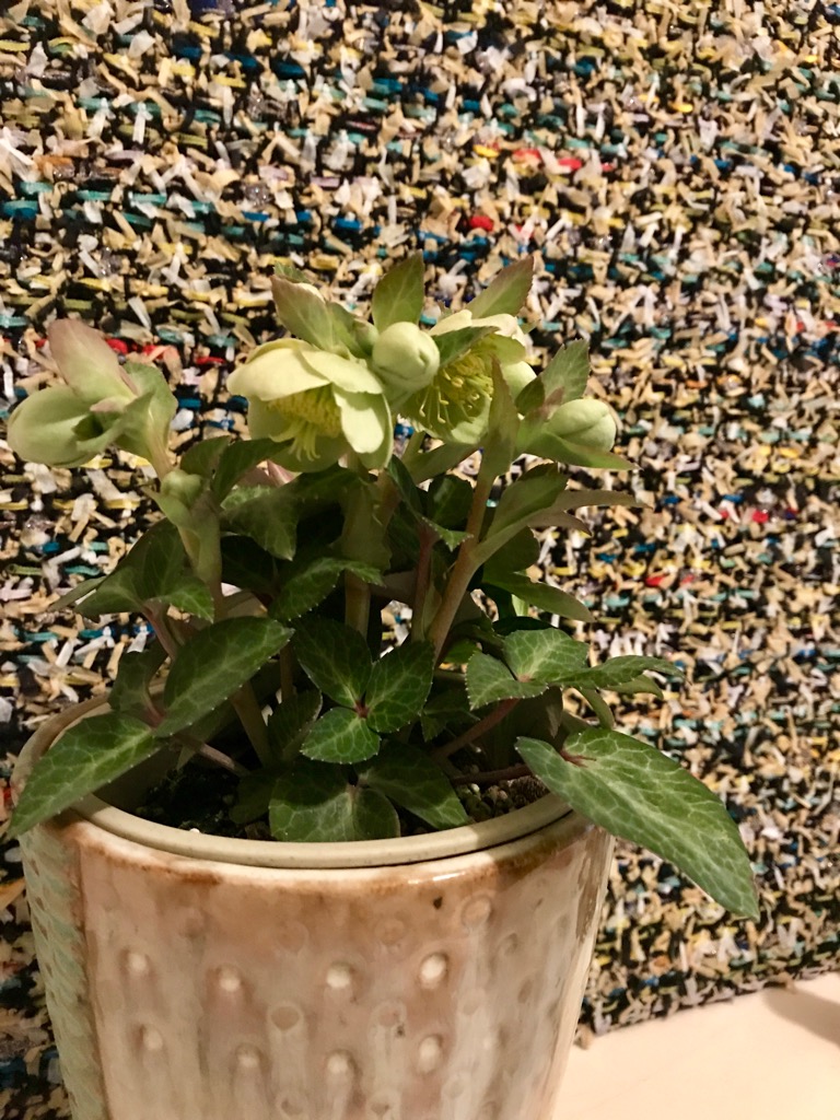 ＊クリスマスローズ＊