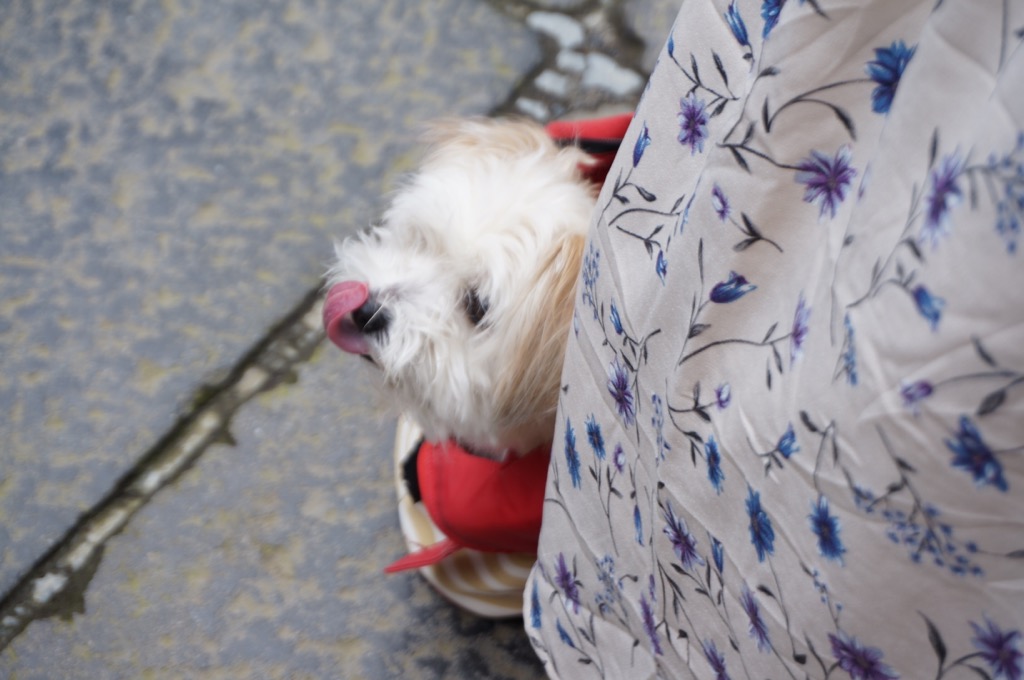 ワンコも行ける♪日光東照宮でパワーチャージ！