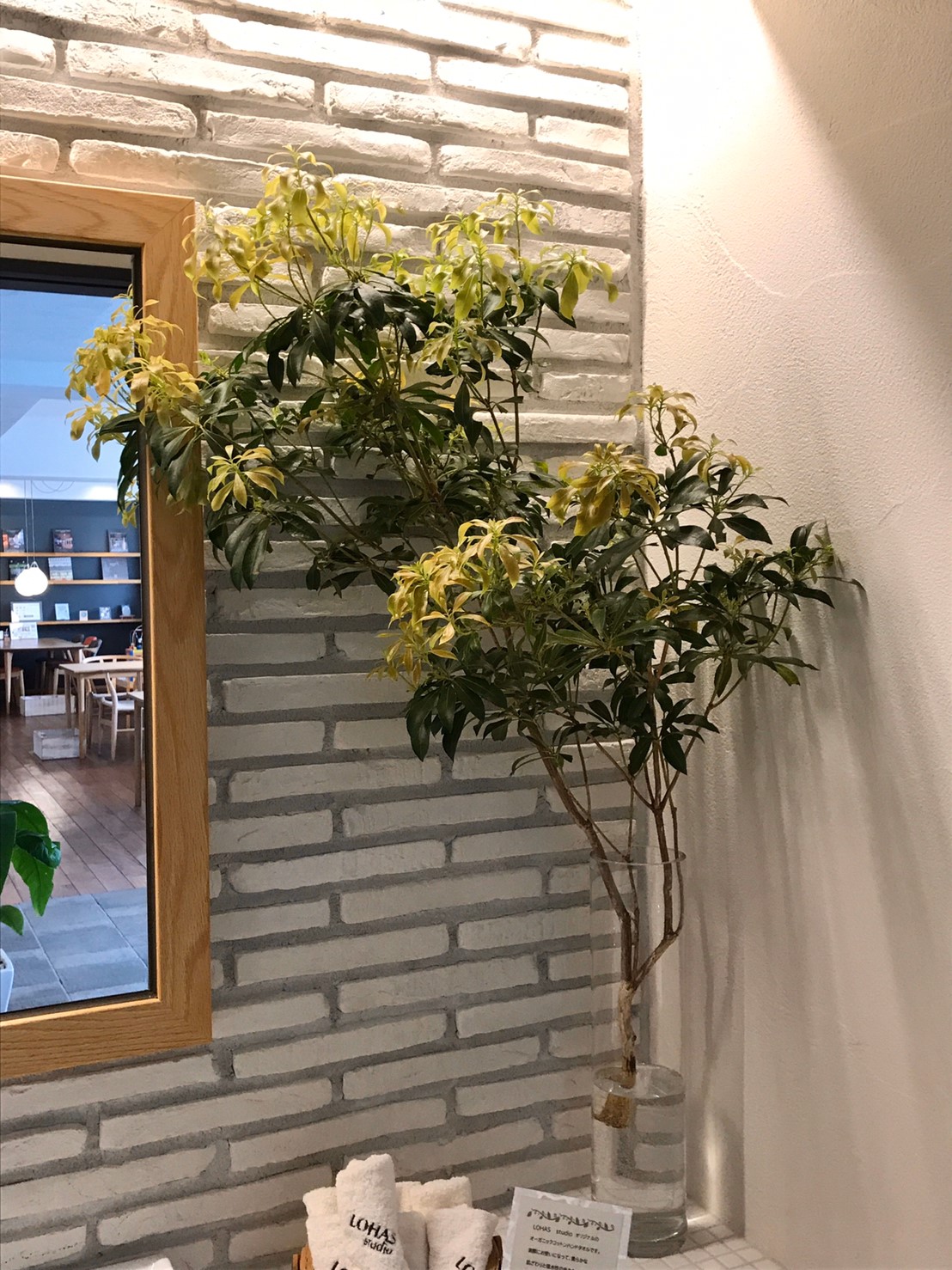 カメラマン撮影に欠かせないお花たち