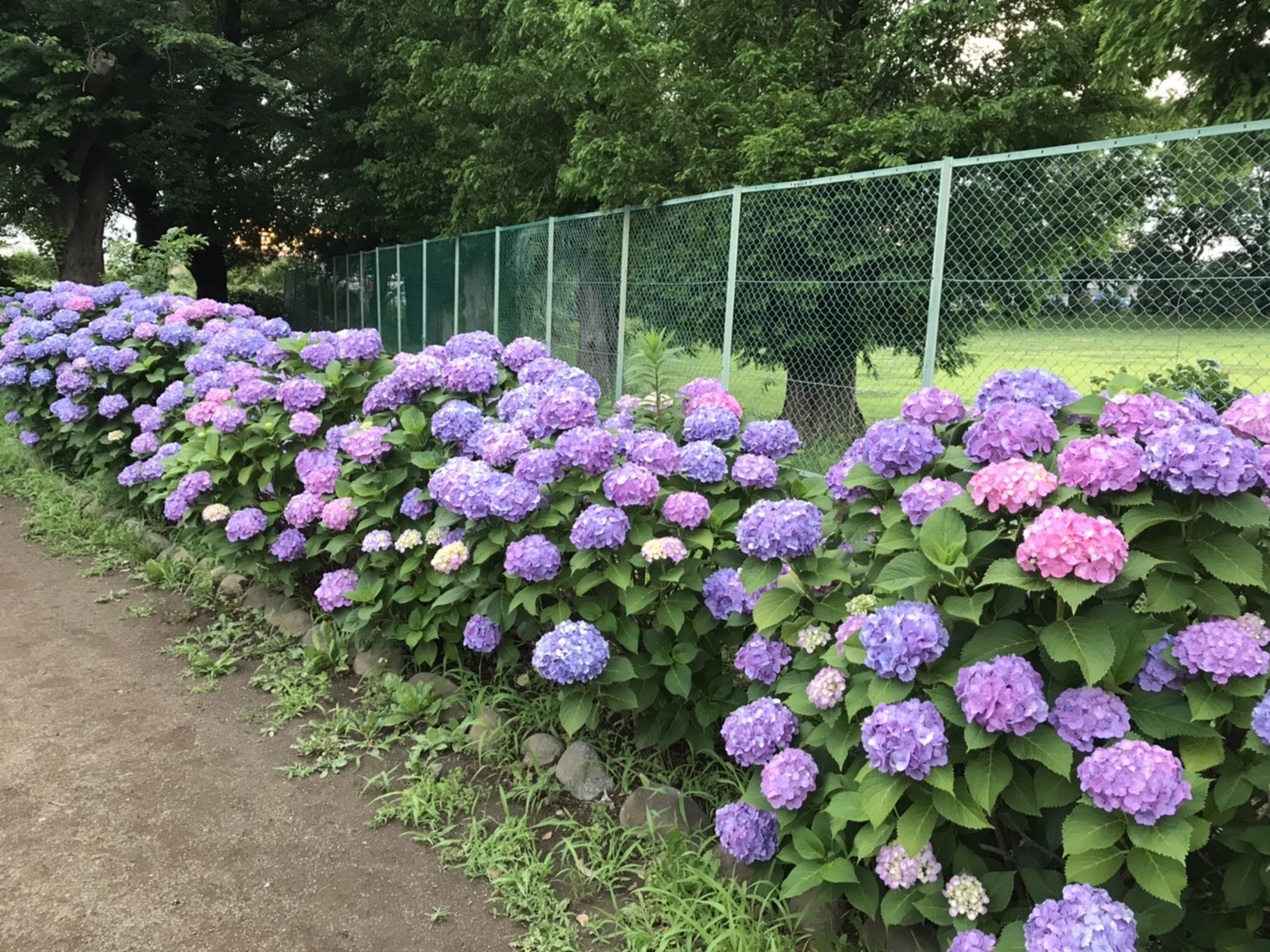紫陽花が満開です