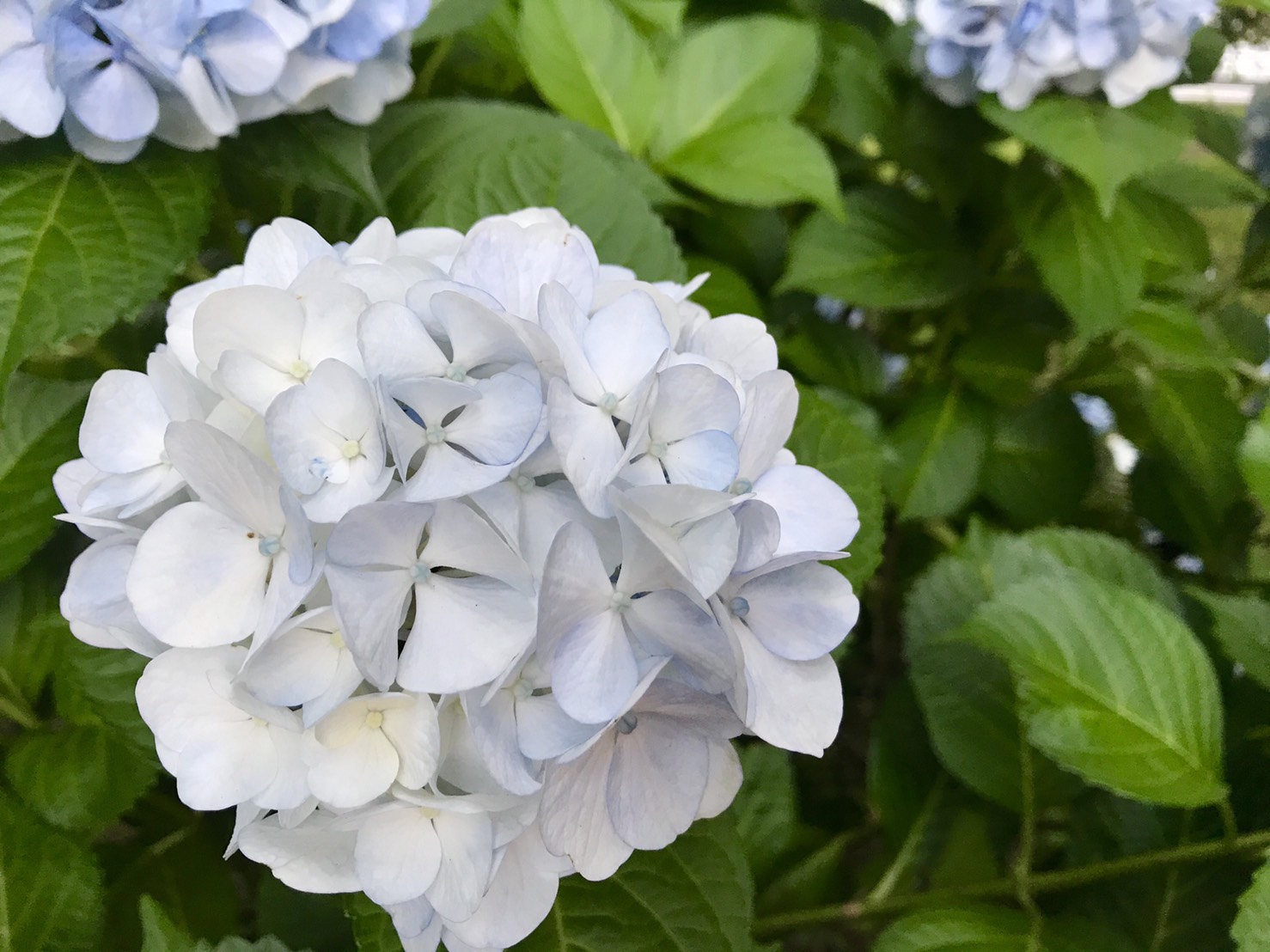 紫陽花が満開です
