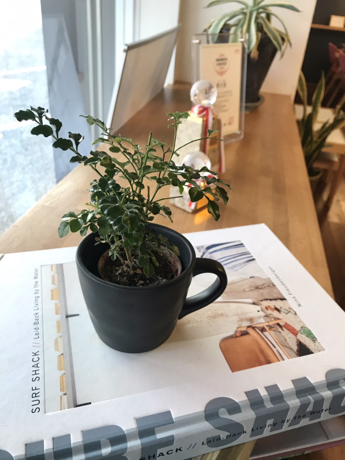 スタジオグリーン計画②