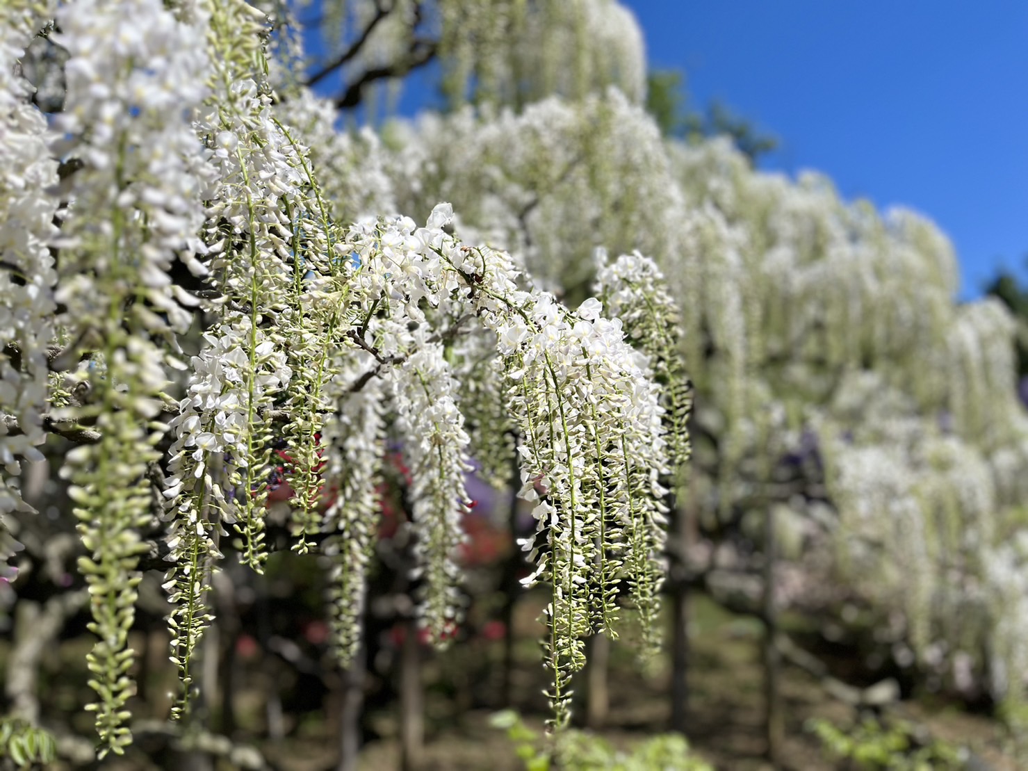 あしかがフラワーパークの藤