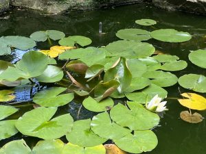IMG_0055
