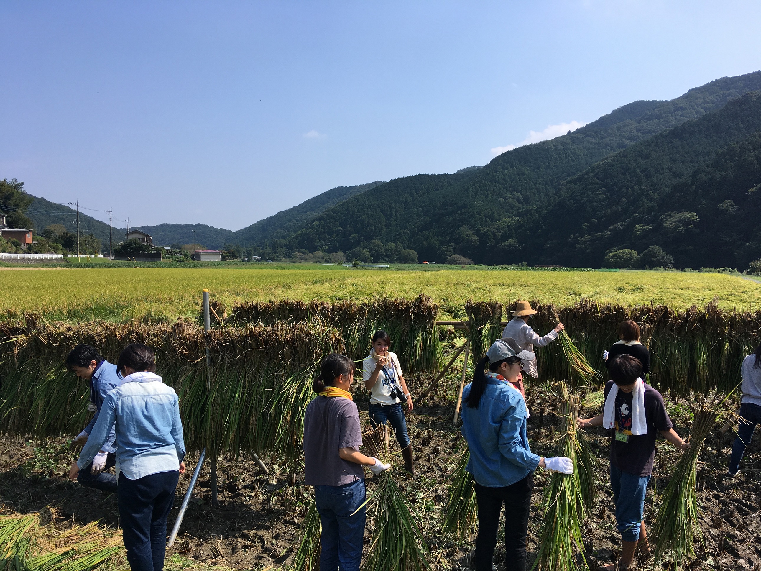 農業研修稲刈り