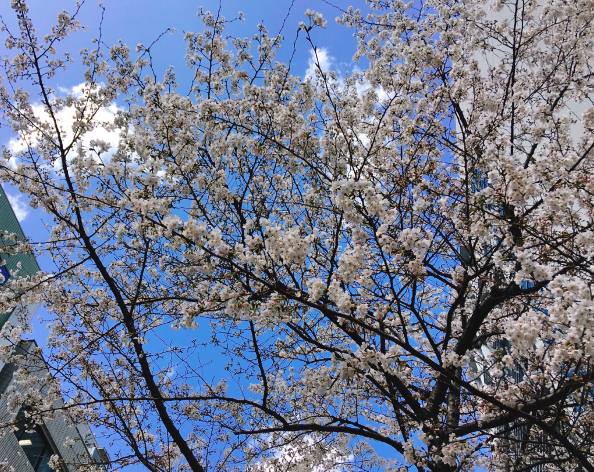 お花見は突然に