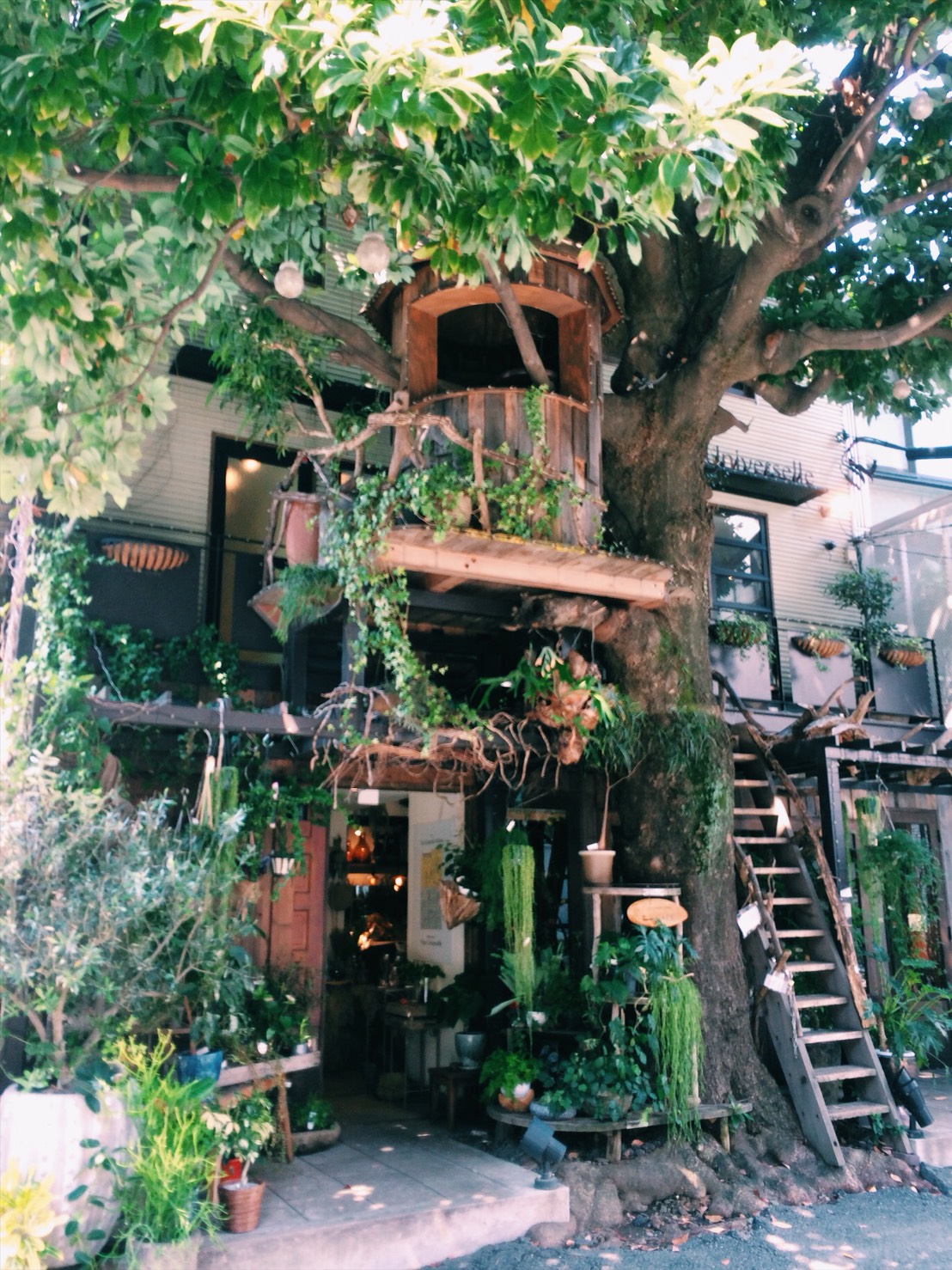 ツリーハウスと西海岸インテリアと。@広尾