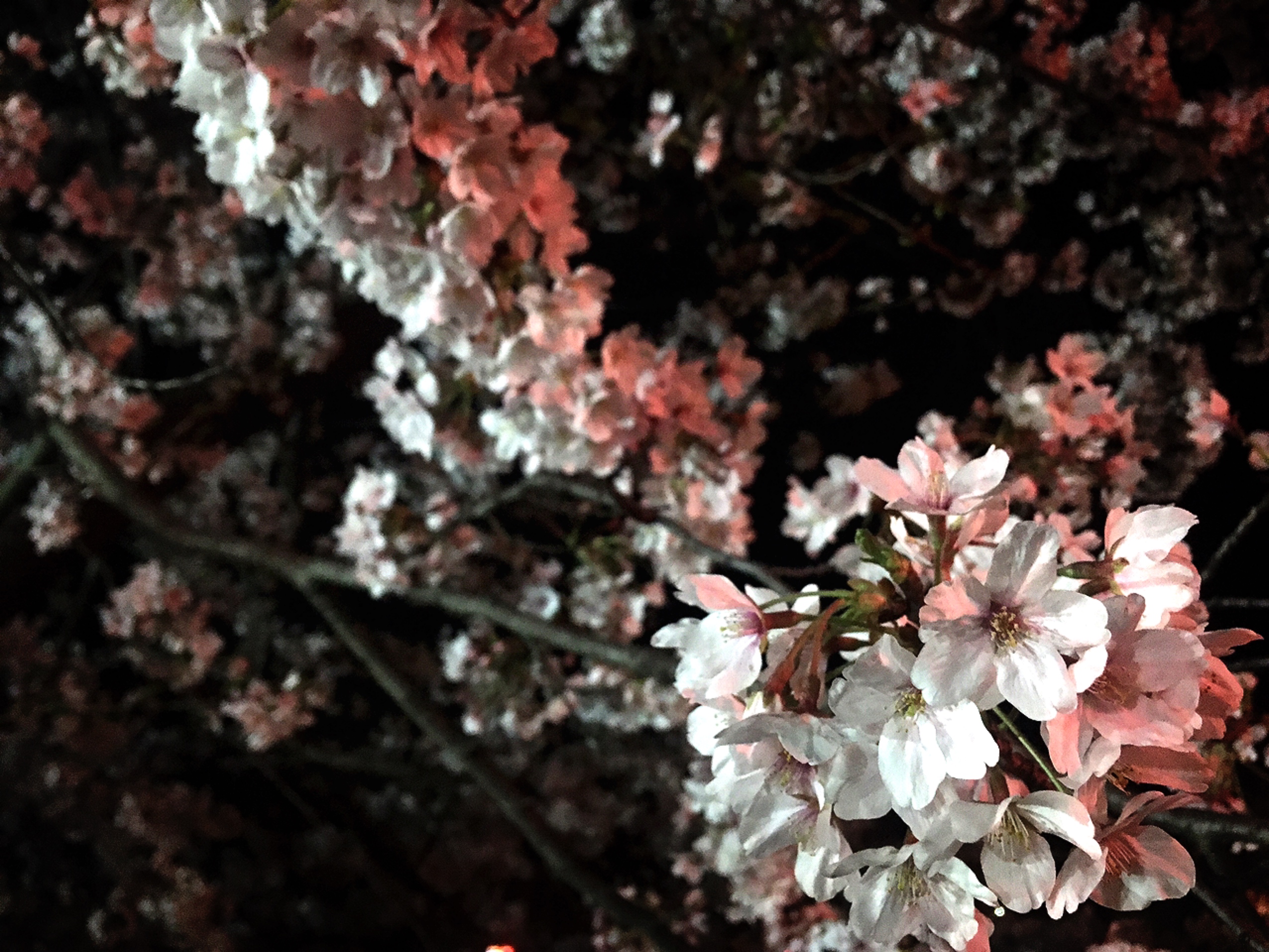 津田沼店のお花見♪
