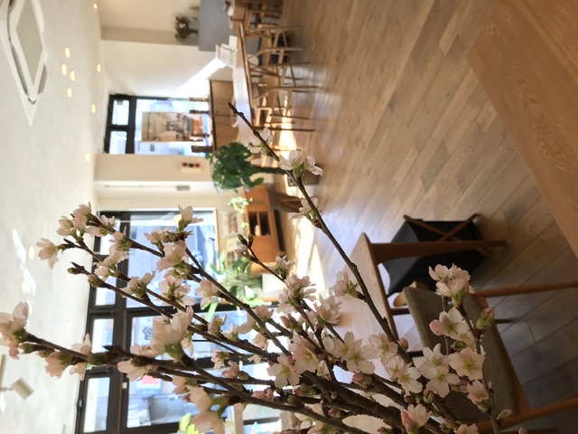 津田沼店、開花宣言？