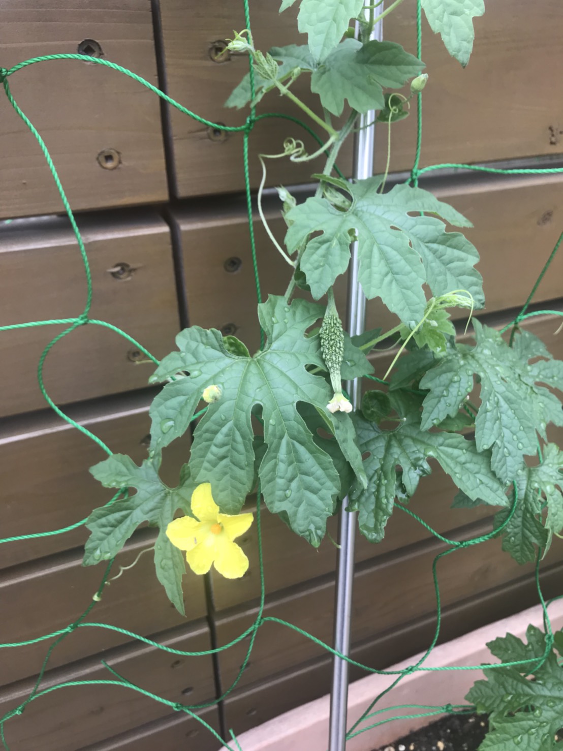 ゴーヤー観察日記