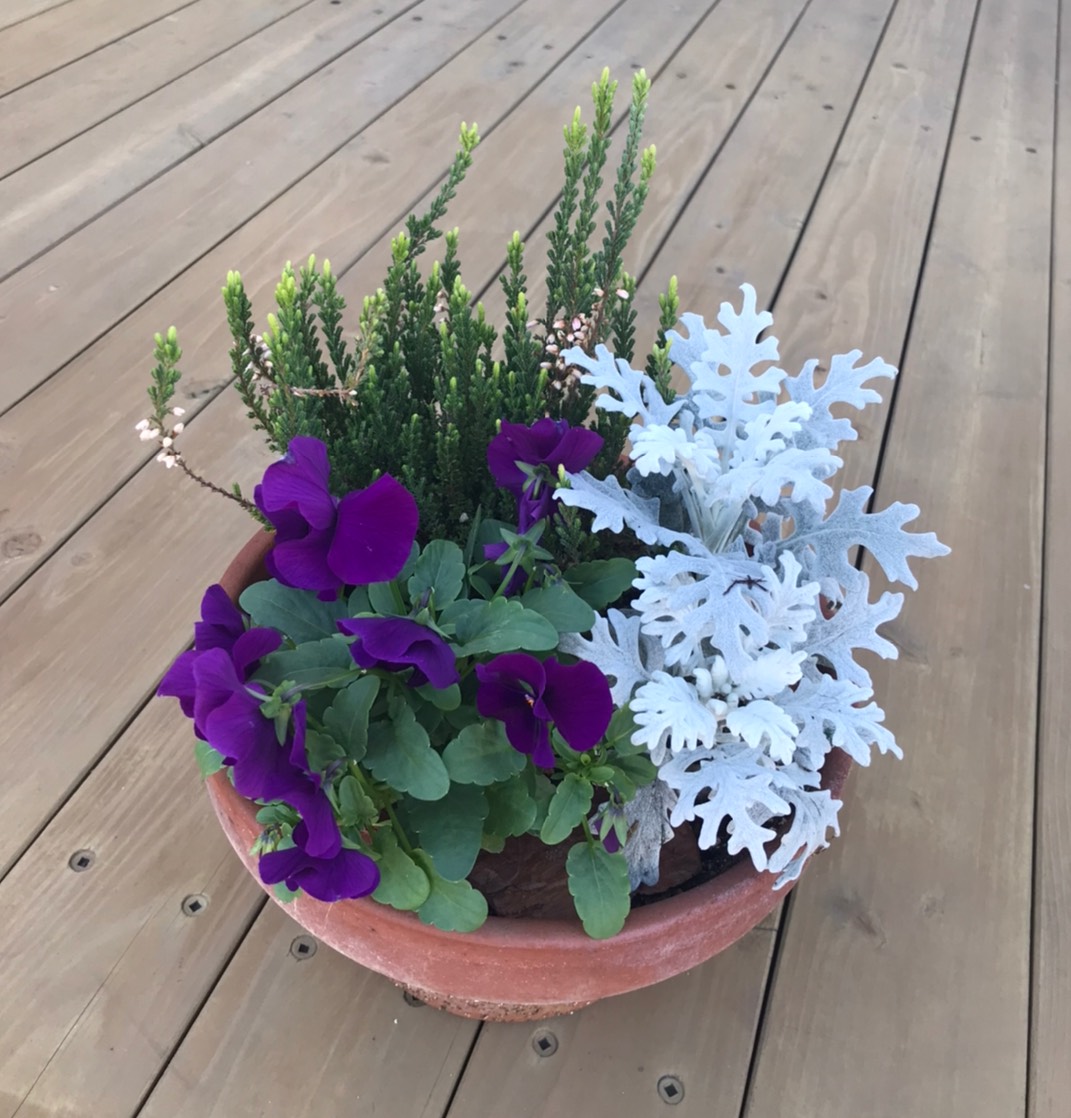 ＜STUDIO＊グリーン＞鉢替え、寄せ植えをしました