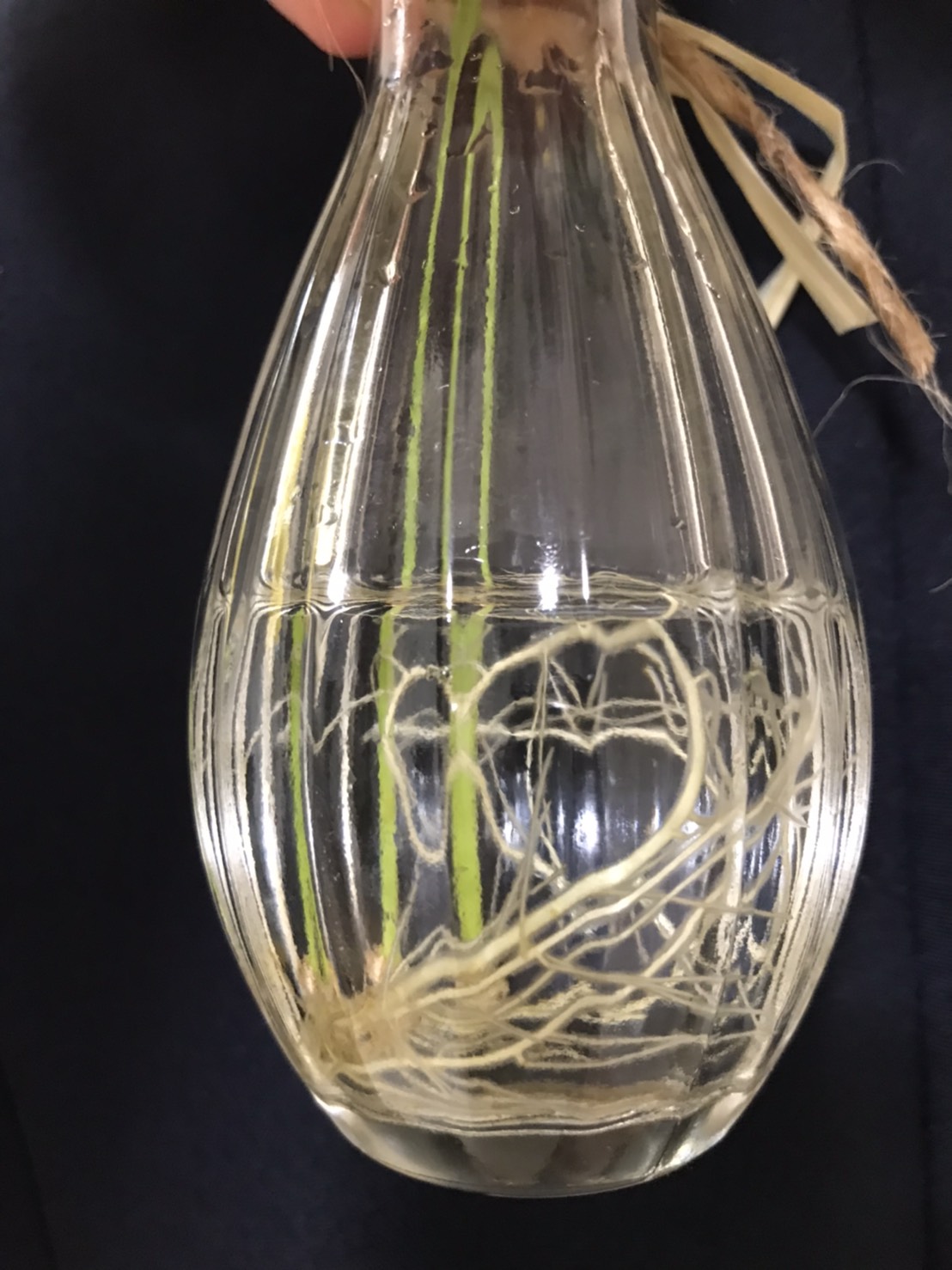 かぽちゃんに…！