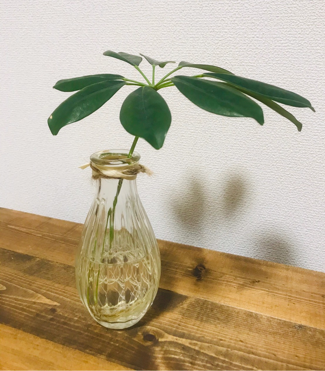 かぽちゃん成長中