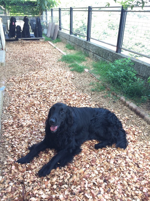 実は我が家はブリーダー