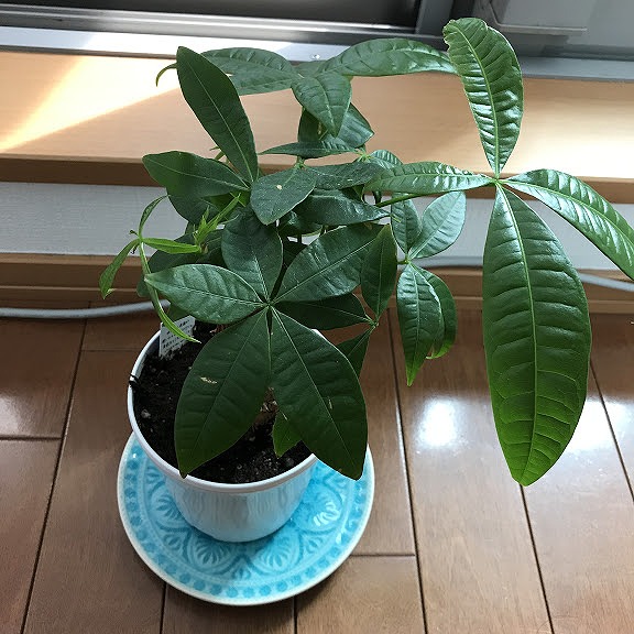 緑のある暮らし