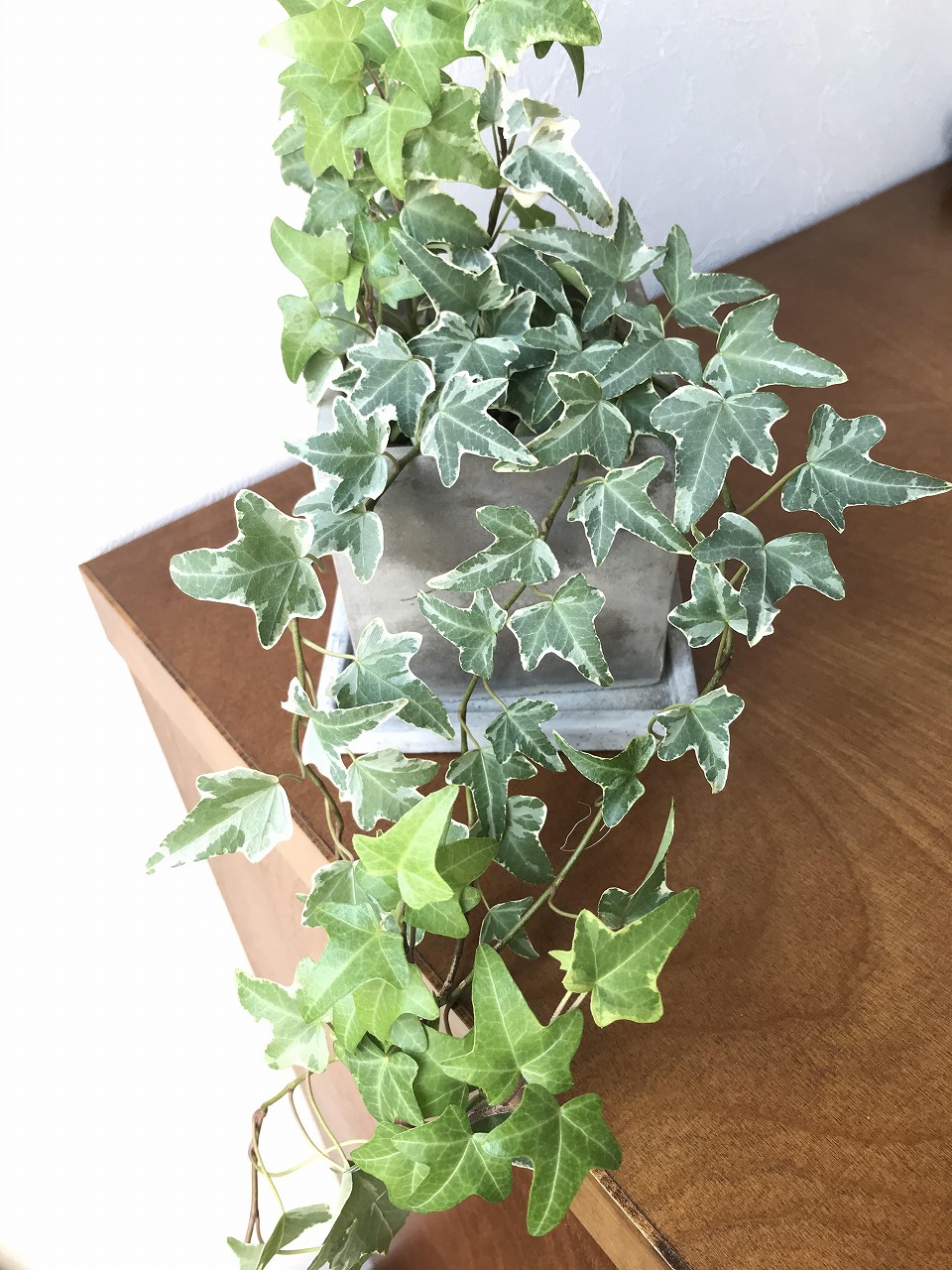 家の中にグリーンを