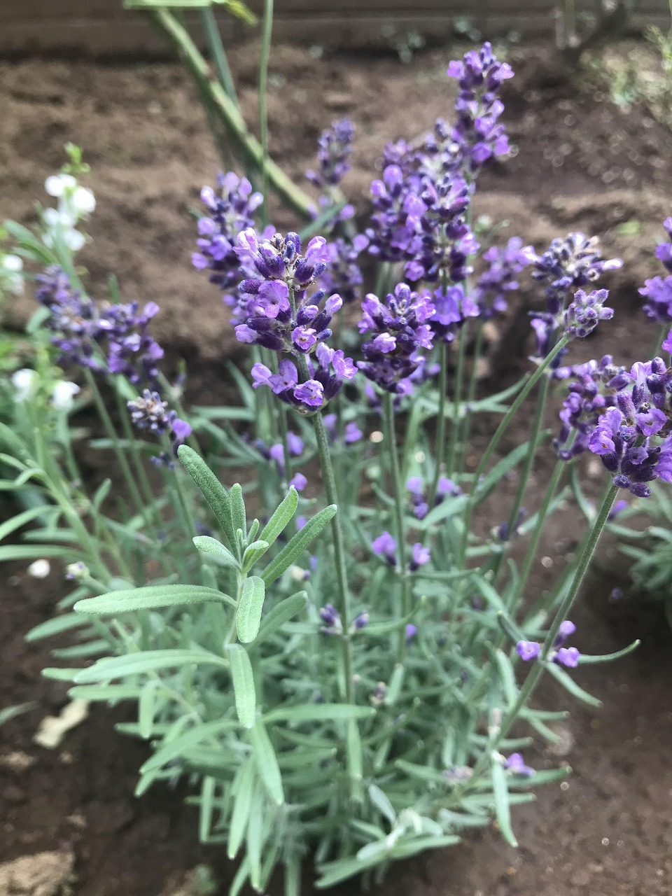 庭にもイエベブルベ