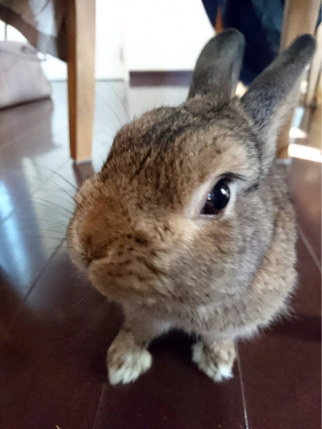 思わぬ障害(最大級の癒し♪)