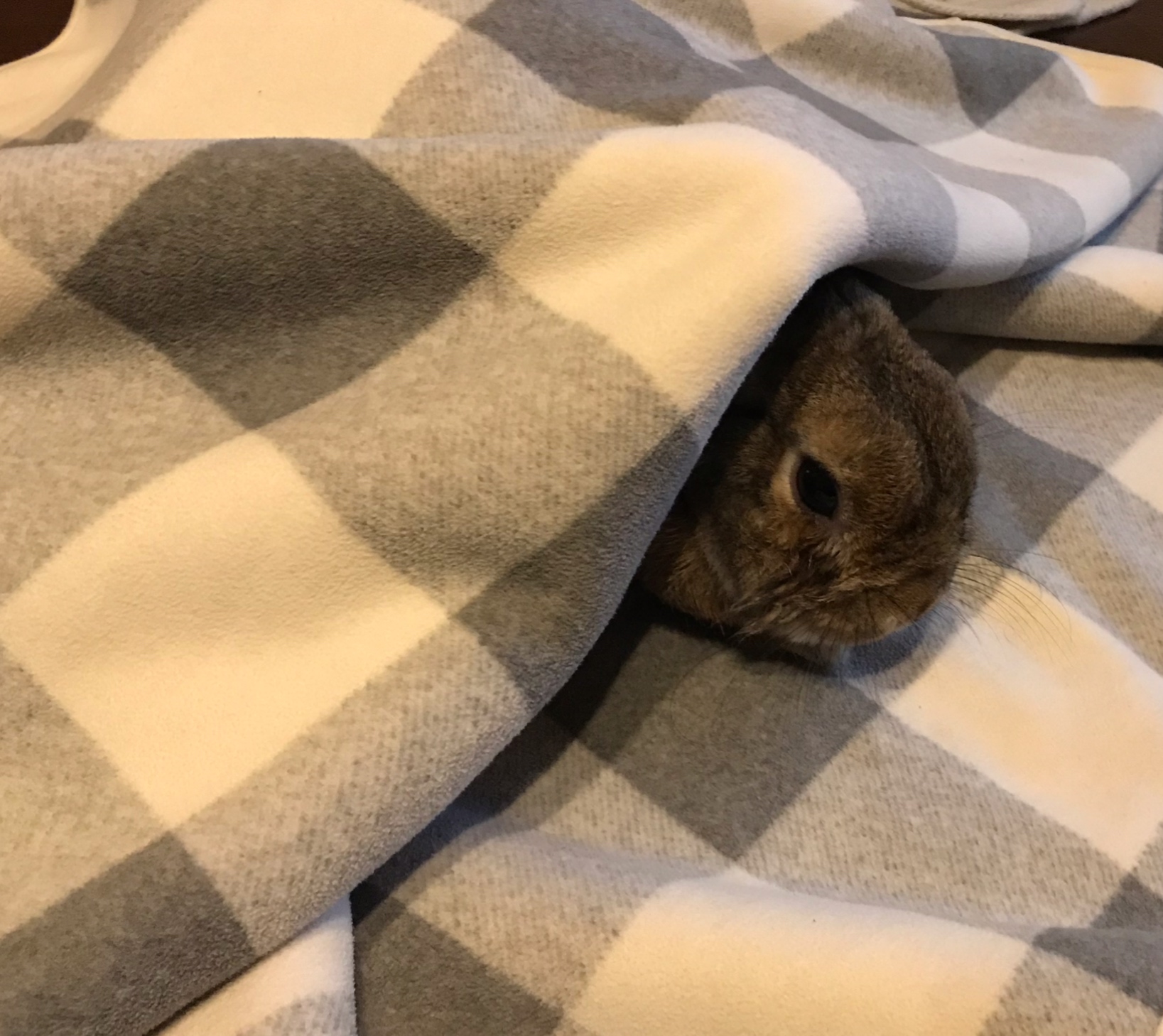 ゴロゴロおばけ